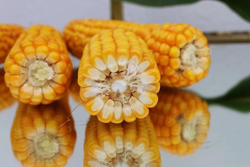 Meyer-Lohne Kein Kotte Wasserwagen 10000 Liter Garant Güllefass Meyer-Lohne VT 10000 Liter Vakumtankwagen mit Möscha Verteiler