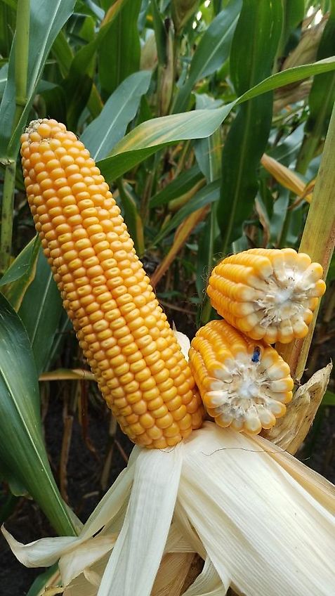 Meyer-Lohne Kein Kotte Wasserwagen 10000 Liter Garant Güllefass Meyer-Lohne VT 10000 Liter Vakumtankwagen mit Möscha Verteiler