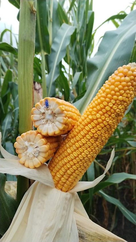 Meyer-Lohne Kein Kotte Wasserwagen 10000 Liter Garant Güllefass Meyer-Lohne VT 10000 Liter Vakumtankwagen mit Möscha Verteiler