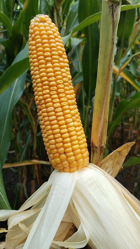 Meyer-Lohne Kein Kotte Wasserwagen 10000 Liter Garant Güllefass Meyer-Lohne VT 10000 Liter Vakumtankwagen mit Möscha Verteiler