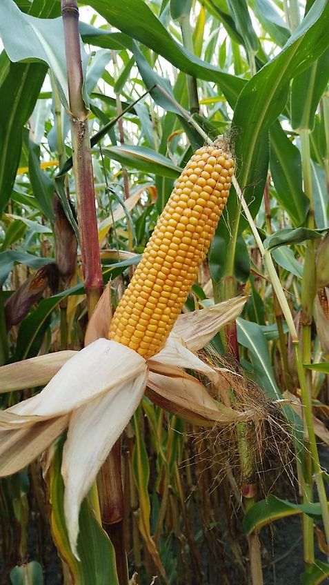 Meyer-Lohne Kein Kotte Wasserwagen 10000 Liter Garant Güllefass Meyer-Lohne VT 10000 Liter Vakumtankwagen mit Möscha Verteiler