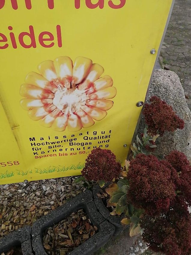 Frost Rübengabel 190cm Arbeitsbreite mit 3Punktanbaubock passend für Schlepperanbau Rübengabel Rübenforke Steinforke Feuerholzgabel Steinforke