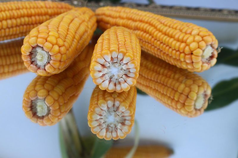 Howard Howard Sämavator Direktsaatgerät&Schutzvlies Optional mit Vorbaugrubber 20 Saatrohren Drehbar für Breitsaatablage mit Pakerwalze zur Saatgutfixierung Fahrgassenschaltung Hydraulische Ausführung Rotorklingen 100%