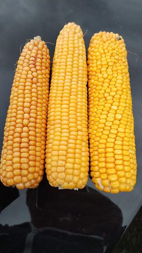 Howard Howard Sämavator Direktsaatgerät&Schutzvlies Optional mit Vorbaugrubber 20 Saatrohren Drehbar für Breitsaatablage mit Pakerwalze zur Saatgutfixierung Fahrgassenschaltung Hydraulische Ausführung Rotorklingen 100%